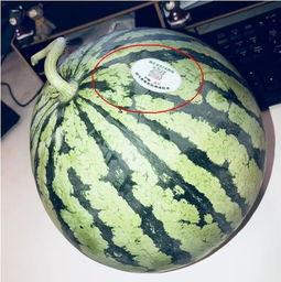 各网红全家桶吃瓜,一场视觉与味蕾的双重盛宴