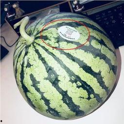 网红东北吃瓜最新,揭秘东北美食背后的故事与魅力