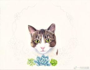 吃瓜网多肉小野猫,吃瓜网上的绿植达人