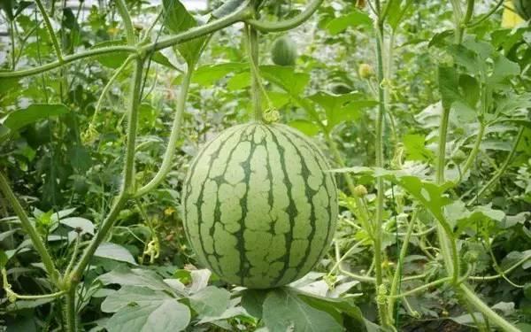 51吃瓜网今日吃瓜资源重庆,51吃瓜网今日独家爆料