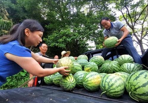 朝阳区热心吃瓜网,揭秘京城热点事件，带你领略京城生活百态