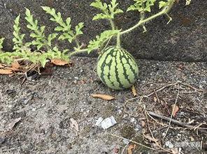 吃瓜网红第一线,揭秘娱乐圈幕后风云