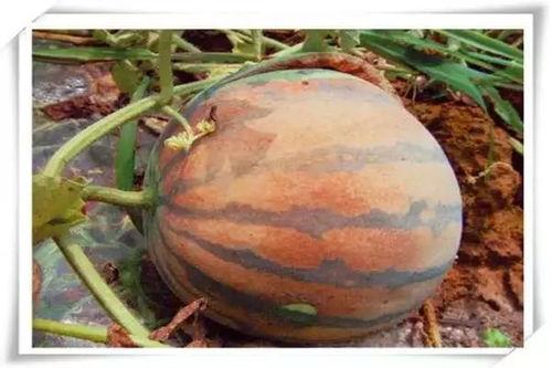 吃瓜网红 图片高清大图,高清大图下的视觉盛宴