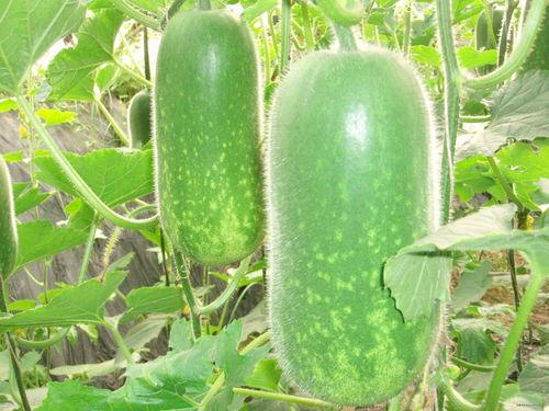 网红大嘴吃瓜图片大全,网红美食瞬间大盘点