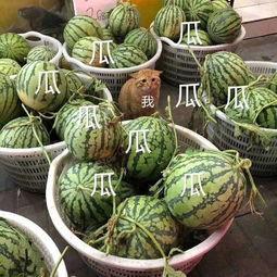 吃瓜网为什么这么火