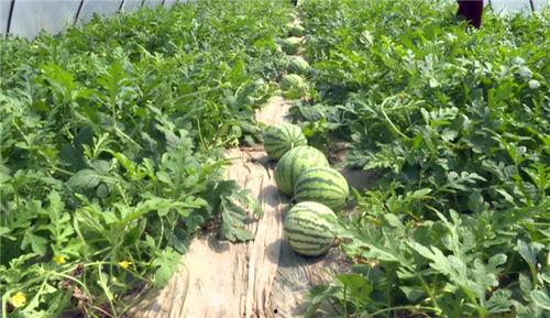 滕州网红吃瓜事件最新进展,最新调查结果及后续影响揭晓