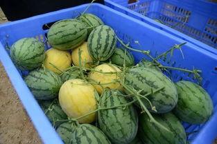 新沂网红吃瓜群微信号是多少,微信号背后的神秘世界”