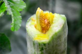 凯里网红吃瓜,揭秘网络红人的幕后故事